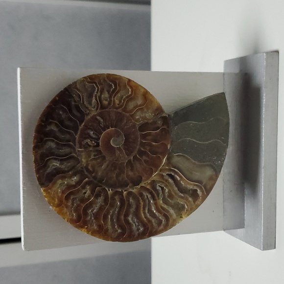 Hand Made piece of Art with Fossilized Ammonite - Picture 1 of 6
